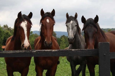 Horse Camp
